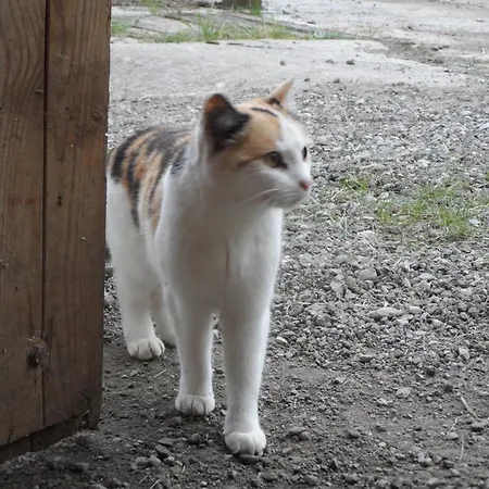 Pfurtschell Neustift im Stubaital