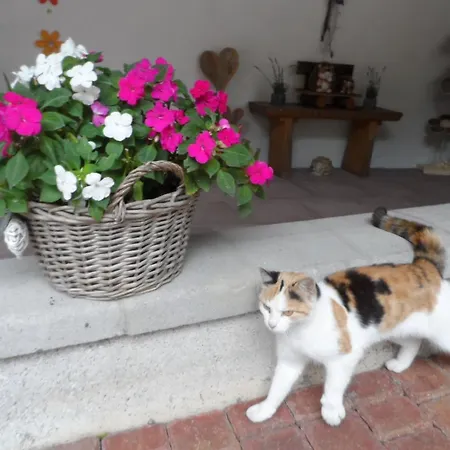 Pfurtschell Appartement