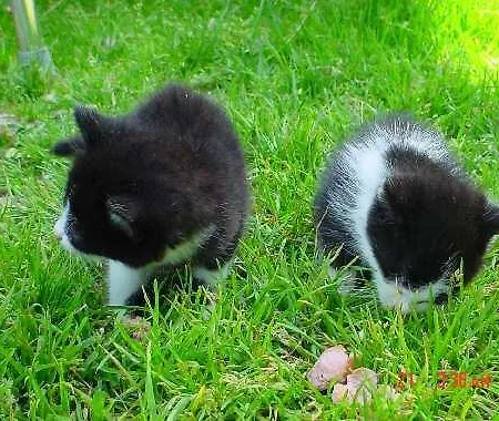 Appartement Pfurtschell Neustift im Stubaital
