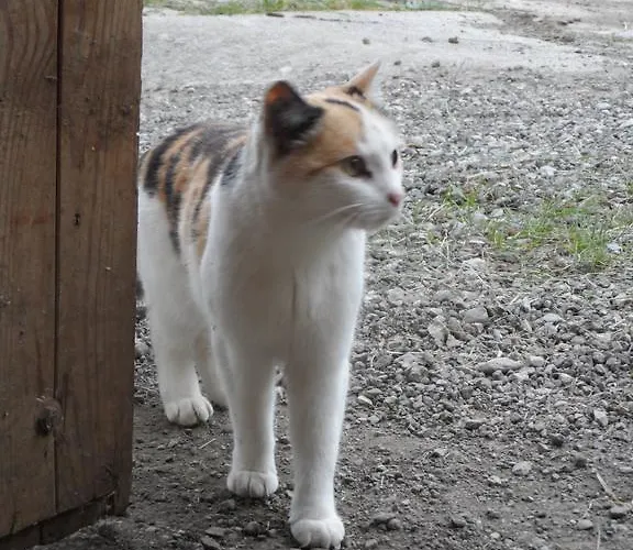 Pfurtschell Neustift im Stubaital