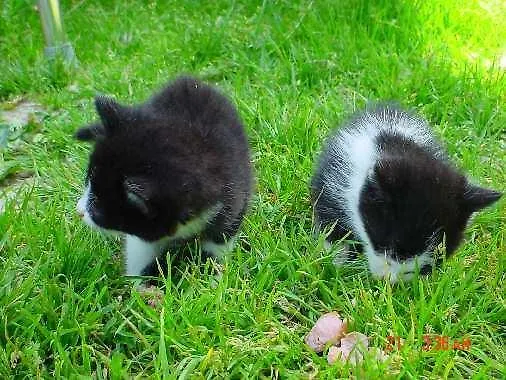 Appartement Pfurtschell Neustift im Stubaital